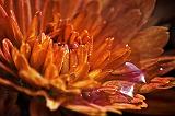 Orange Mum_25967